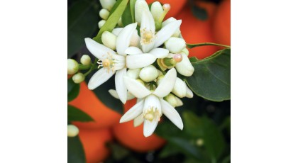 Svaiginantys apelsinų žiedai